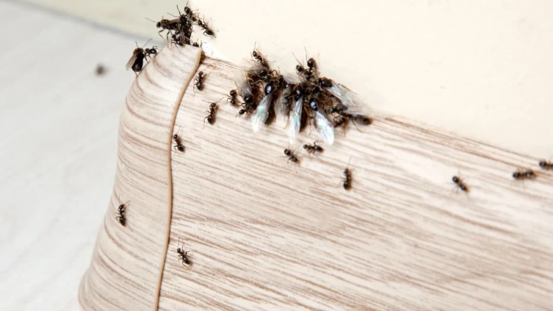Jak pozbyć się mrówek z elewacji - skuteczne i naturalne metody