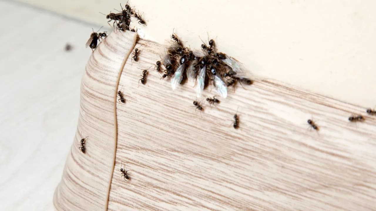 Jak pozbyć się mrówek z elewacji - skuteczne i naturalne metody