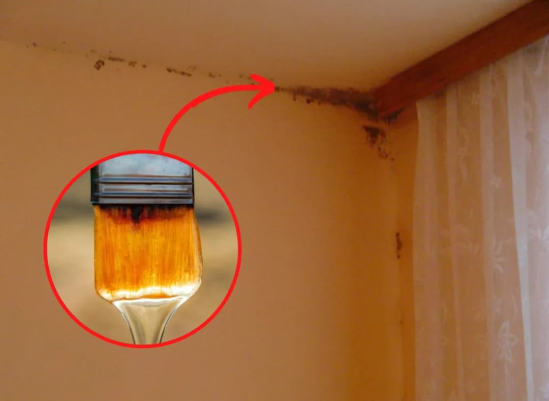 Skuteczne sposoby na to, czym zmyć pleśń ze ściany w domu