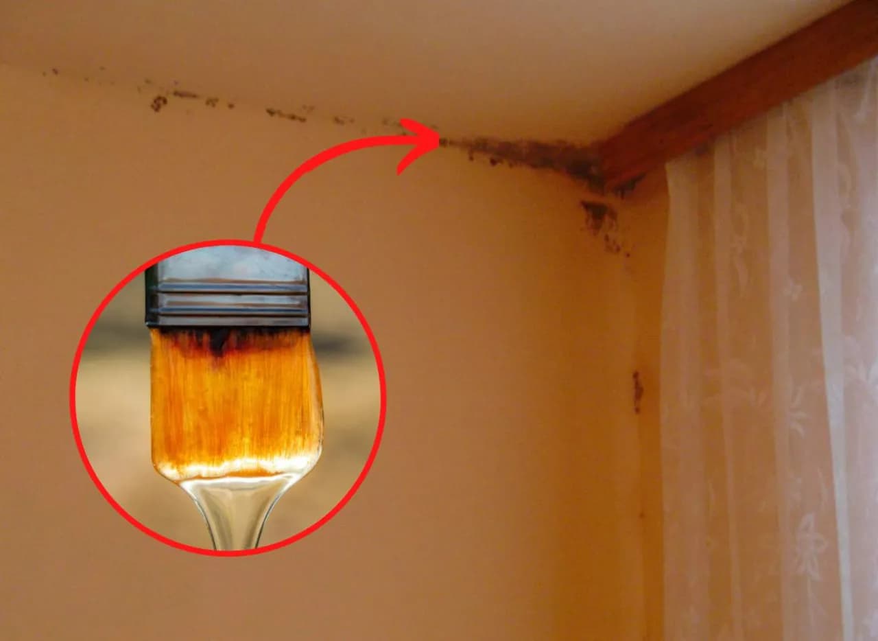 Skuteczne sposoby na to, czym zmyć pleśń ze ściany w domu