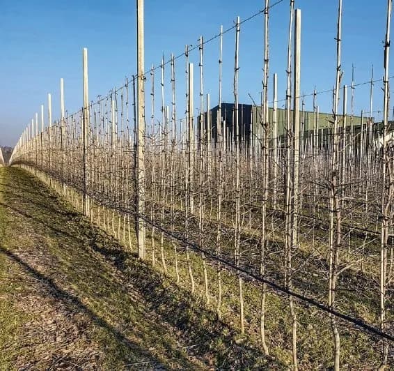 Najlepsze rusztowanie sadownicze: Wybierz idealny system dla swojego sadu